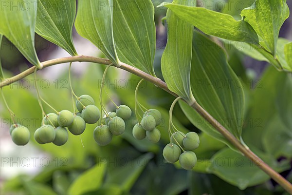 Solomon's seal (Polygonatum multiflorum), Botanical Garden, Erlangen, Middle Franconia, Bavaria,
