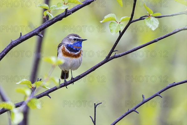 Red-throated Bluethroat or Tundra Bluethroat (Luscinia svecica), adult male sitting on a branch,