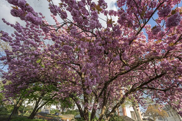 Flowering Japanese cherry (Cerasus serrulata), Siegen, North Rhine-Westphalia, Germany, Europe