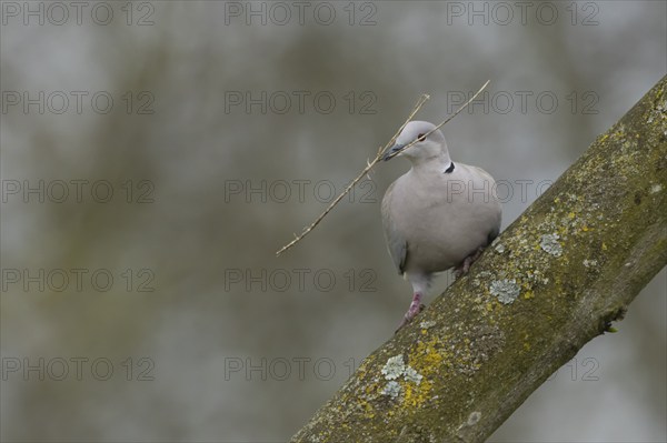 Collared dove (Streptopelia decaocto) adult bird on a tree branch with a stick for nesting material