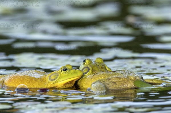 Bull frogs Lithobates catesbeianus. Male bull frogs fighting during the breeding season. La