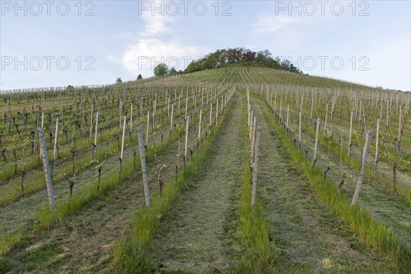 Vineyard, soil cultivation, mulching, organic, Remstal, Baden-Württemberg, Germany, Europe