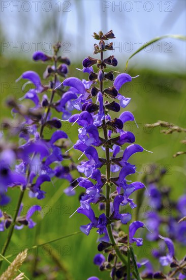 Meadow clary (Salvia pratensis), flowers, close-up, Upper Franconia, Bavaria, Germany, Europe