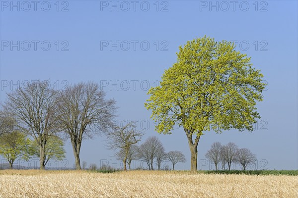 Deciduous tree, maple (Acer) blossoms in early spring, North Rhine-Westphalia, Germany, Europe
