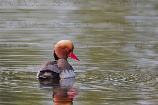 Red-crested Pochard (Netta rufina), Baden-Württemberg, Germany, Europe