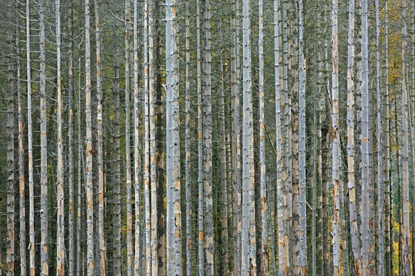 Dead spruce trees, destruction in forest caused by European spruce bark beetle (Ips typographus)