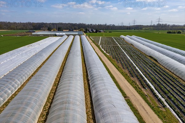 Open field strawberry cultivation in a foil greenhouse, young strawberry plants growing, near