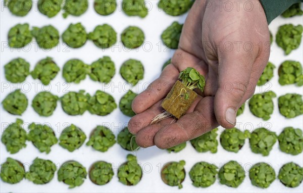 Agriculture, herb gardening, basil young plants, in pressed pots, with growing soil and nutrients,