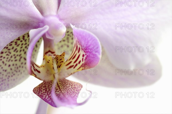 Butterfly orchid (Phalaenopsis), detail of the flower, houseplant, North Rhine-Westphalia, Germany,