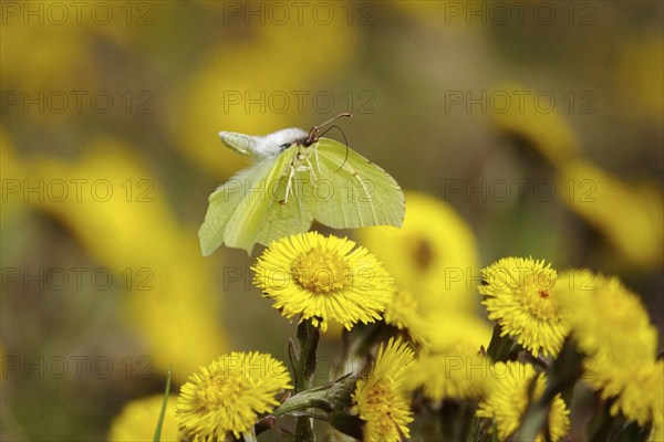 Lemon butterfly on coltsfoot, March, Germany, Europe