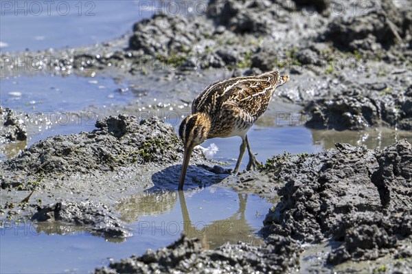 Common snipe (Gallinago gallinago) foraging in shallow water by probing soft mud at mudflat along