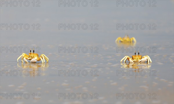 Horn-eyed Ghost crabs (Ocypode brevicornis) at Marari Beach or Strand, Mararikulam, Alappuzha