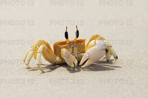 Horn-eyed Ghost crab (Ocypode brevicornis) at Marari Beach or beach, Mararikulam, Alappuzha