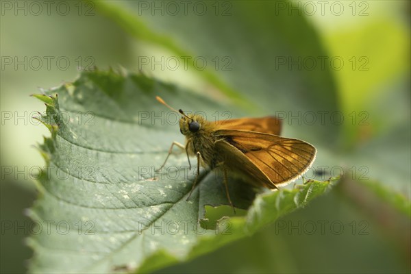 Large skipper butterfly (Ochlodes sylvanus) adult insect resting on a plant leaf, Suffolk, England,