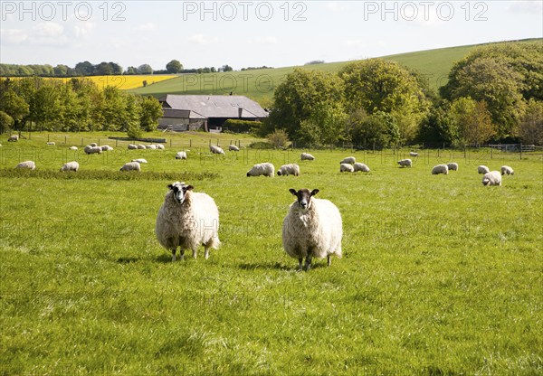 Flock of sheep grazing on calcareous grassland of chalk downland on Milk Hill, the Marlborough