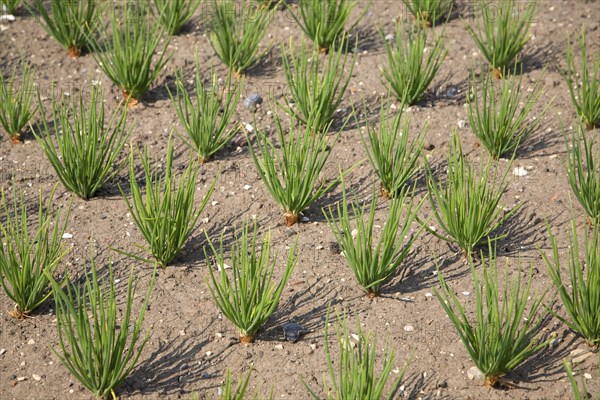 Shallots growing in vegetable garden, Suffolk, England, United Kingdom, Europe