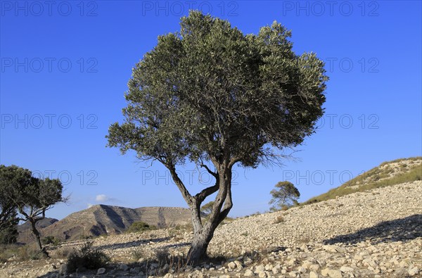 Olive tree in semi desert area near Rodalquilar, Cabo de Gata natural park, Almeria, Spain, Europe