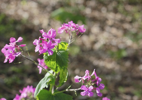 Annual honesty (Lunaria annua), flowering in the forest, North Rhine-Westphalia, Germany, Europe