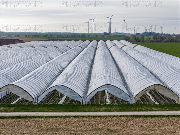 Open field strawberry cultivation in a foil greenhouse, young strawberry plants growing, near