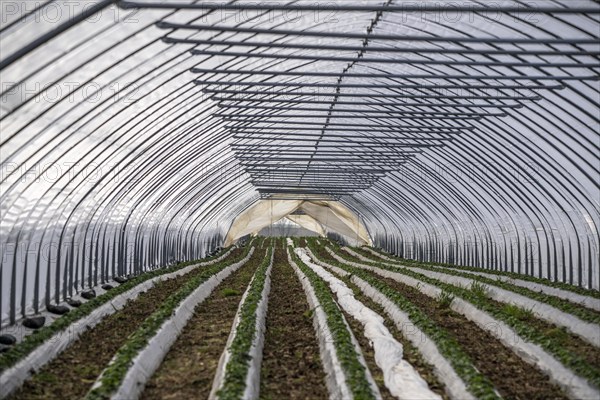 Open field strawberry cultivation in a foil greenhouse, young strawberry plants growing, near