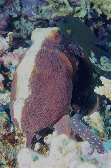 Big blue octopus (Octopus cyaneus), dive site House Reef, Mangrove Bay, El Quesir, Red Sea, Egypt,