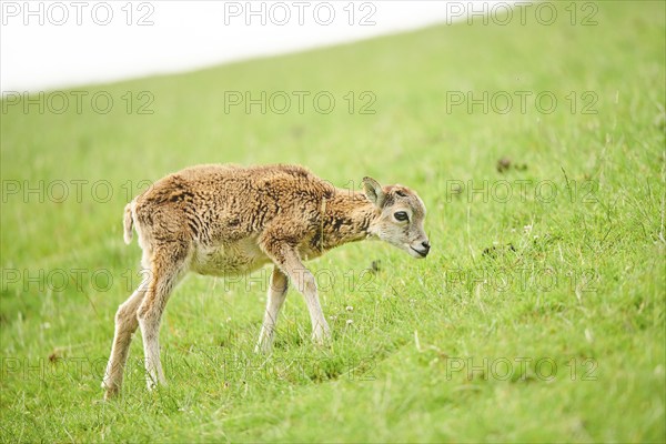 European mouflon (Ovis aries musimon) youngster walking on a meadow, tirol, Kitzbühel, Wildpark