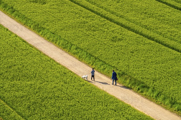 Cereal fields in spring, still green and fresh in growth, field path, walker with dog, North