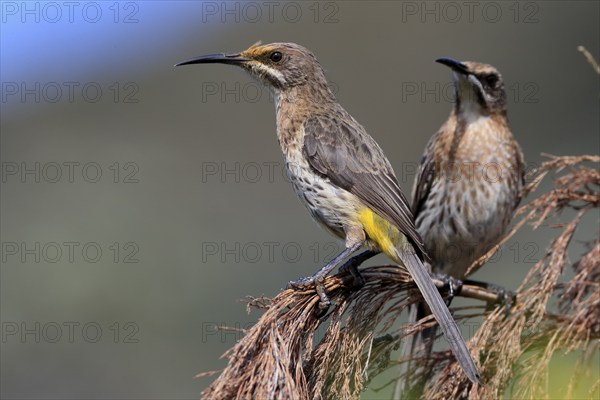 Cape Honeybird (Promerops cafer), adult, female, two, perch, Kirstenbosch Botanic Gardens, Cape