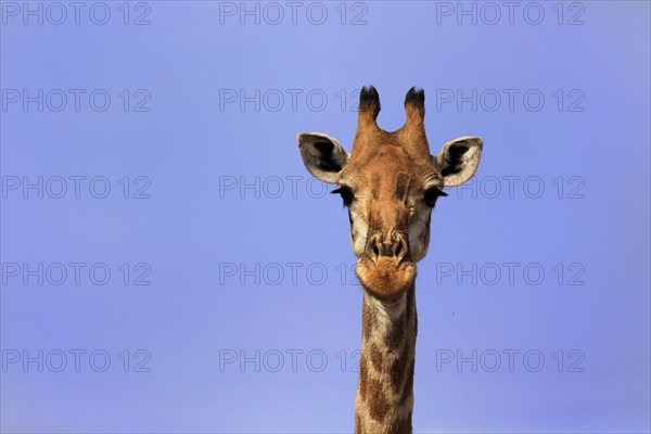 Southern giraffe (Giraffa camelopardalis giraffa), adult, portrait, Kruger National Park, Kruger