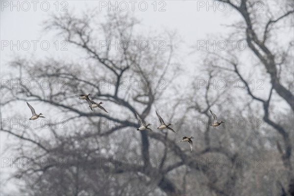 Eurasian wigeons (Anas penelope), flying, Emsland, Lower Saxony, Germany, Europe