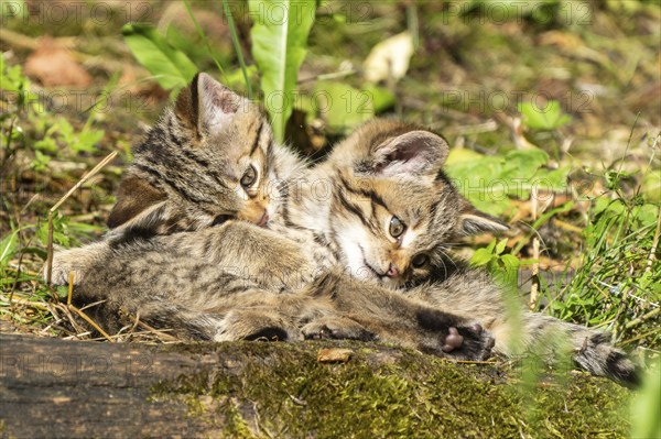 Two kittens playing and cuddling in the sunny forest on mossy ground, surrounded by grass, wildcat