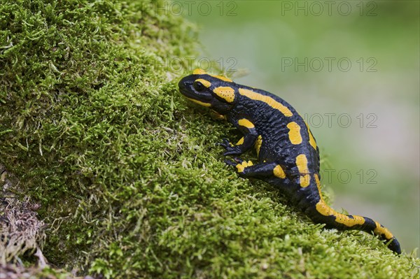 Fire salamander (Salamandra salamandra), Lower Saxony, Germany, Europe