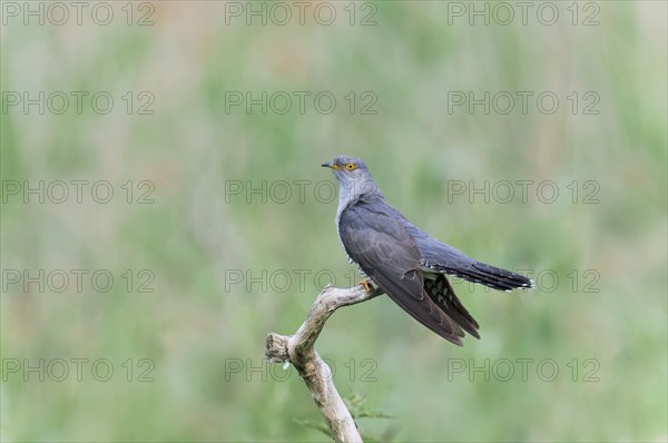 Common cuckoo (Cuculus canorus) male, Lower Saxony, Germany, Europe