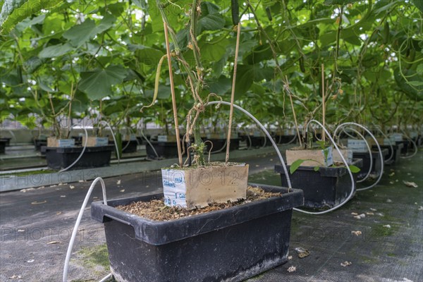 Cultivation of mini cucumbers, snack cucumbers, in a greenhouse, plants grow in substrate baskets,