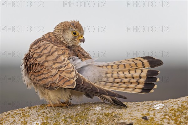 Lesser kestrel (Falco naumanni) Female, grooming, hunting, foraging, sitting on rocks, lying in