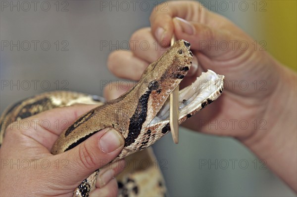 Boa constrictor, king snake, examination at the vet