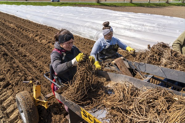 Asparagus farm, asparagus plant, planted in a field, with a planting machine, after a good year the
