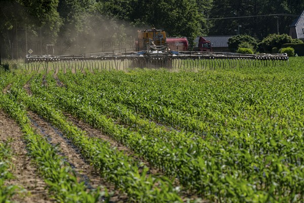 A maize field, with young plants, is fertilised with liquid manure, self-propelled slurry tanker,