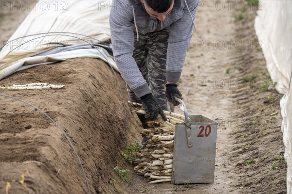 Asparagus harvest in the Rhineland, asparagus pickers at work in an asparagus field covered with