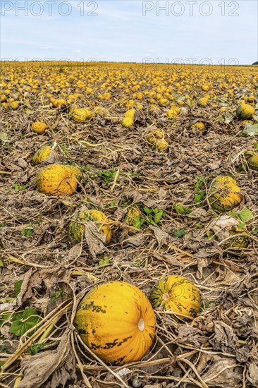 Field with Styrian oil pumpkins, partly dried up due to the drought in summer 2020, on the Lower