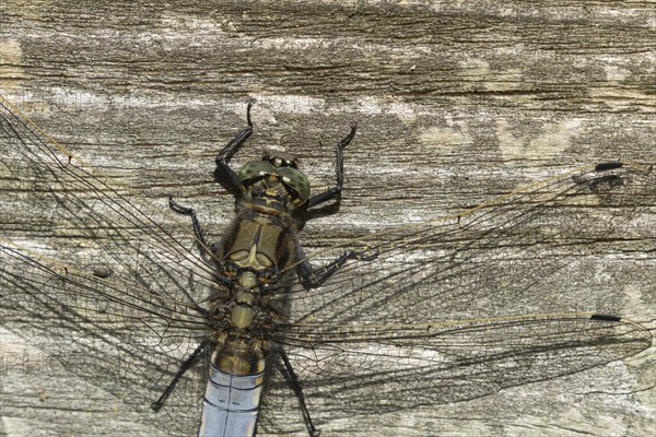Broad-bodied chaser dragonfly (Libellula depressa) adult insect resting on a fence, Suffolk,