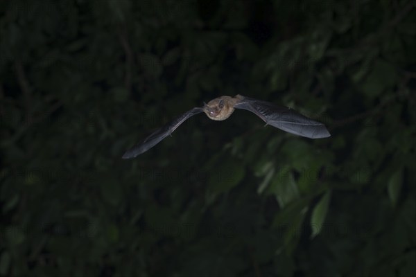 Common pipistrelle (Pipistrellus pipistrellus) hunting insects in front of deciduous forest,
