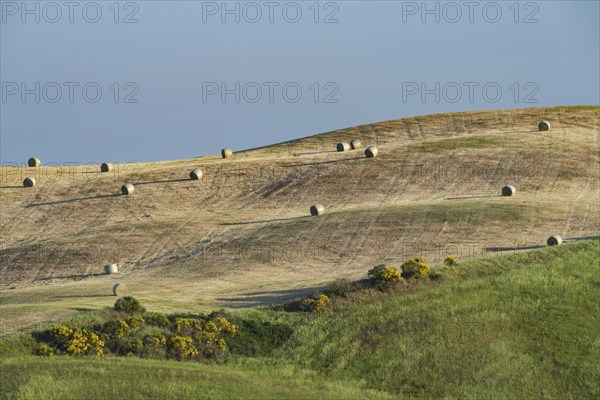 Harvested wheat field with bales of straw, landscape around Pienza, Val d'Orcia, Orcia Valley,