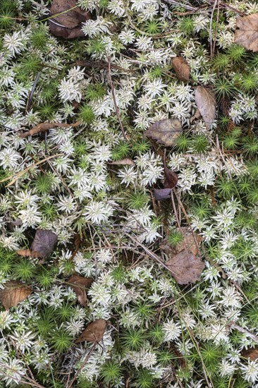 Peat moss (Sphagnum) between common sphagnum moss (Polytrichum commune), Emsland, Lower Saxony,