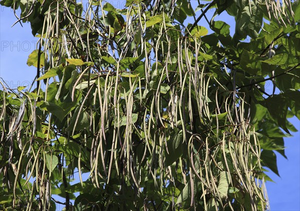 Southern Catalpa, Catalpa bignonioides, inflorescence