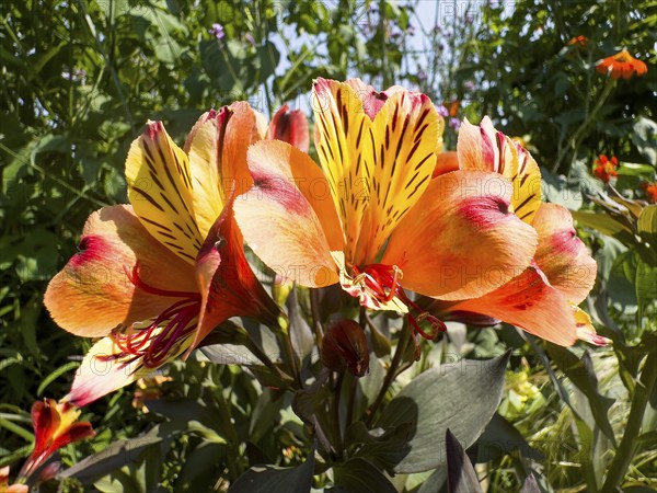 Peruvian lily, Peruvian lily (Alstroemeria aurea)