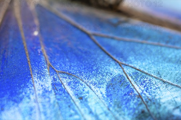 Detail of the butterfly wing of a Morpho helenor, Anaxibia morpho butterfly, Alajuela province,