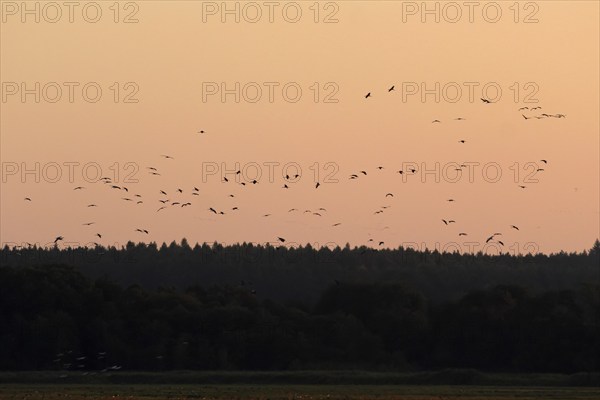 Evening sky at the Baltic Sea near Peenemünde, cranes, September, Mecklenburg-Western Pomerania,