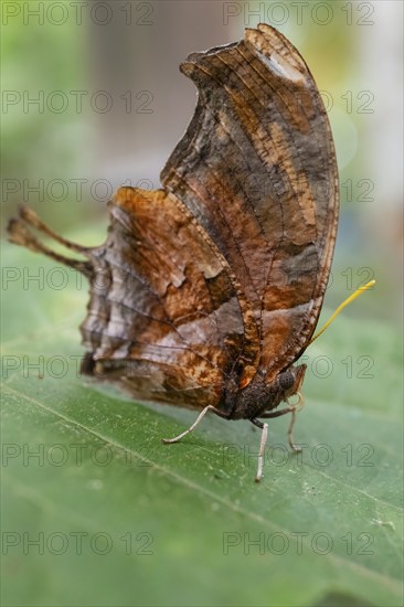Tiger leaf butterfly (Consul fabius cecrops), brown butterfly sitting on a leaf, Alajuela province,
