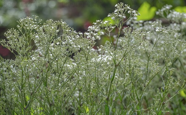 Panicled gypsophila (Gypsophila paniculata), North Rhine-Westphalia, Germany, Europe
